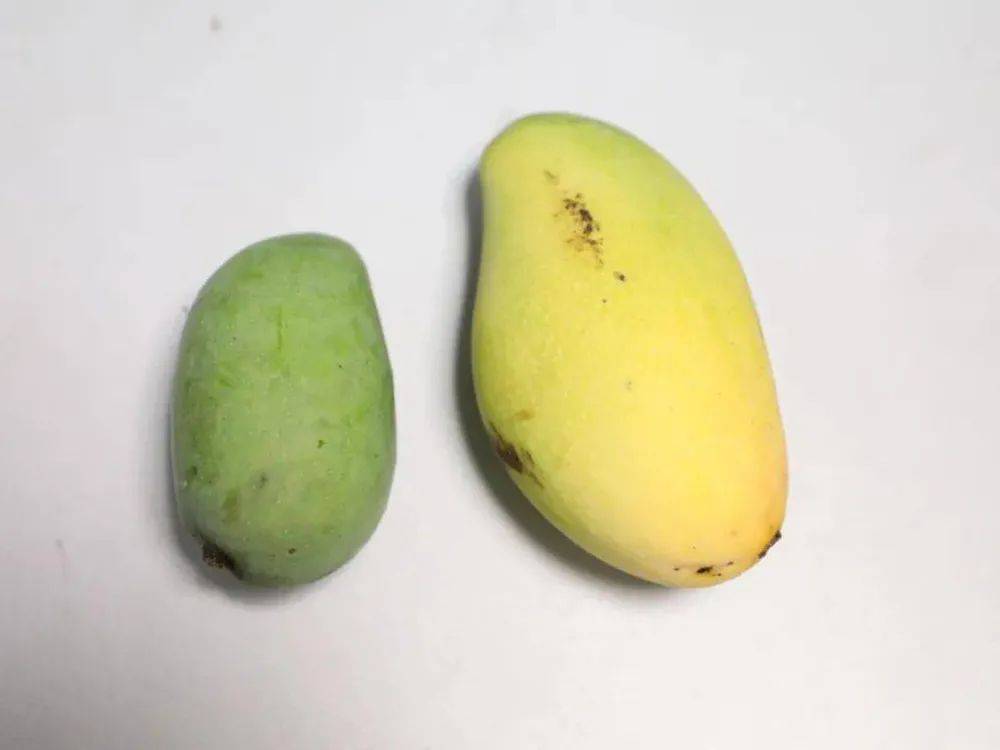 这一果树种在闹市区,酷似芒果,年年都被路人偷摘,但尽量别吃_绿化