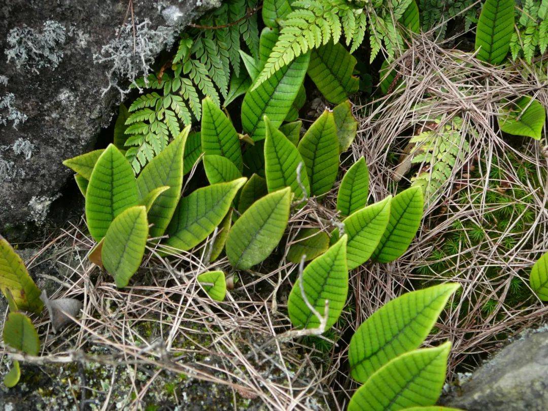 藏文科普 | 生存游戏里的远古"忍者"——蕨类植物_中国科学院