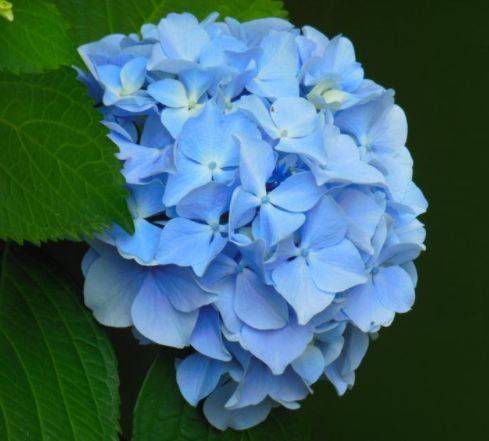 从5月11日开始 家养此款花卉 绚丽夺目 开花就爆盆 桔梗