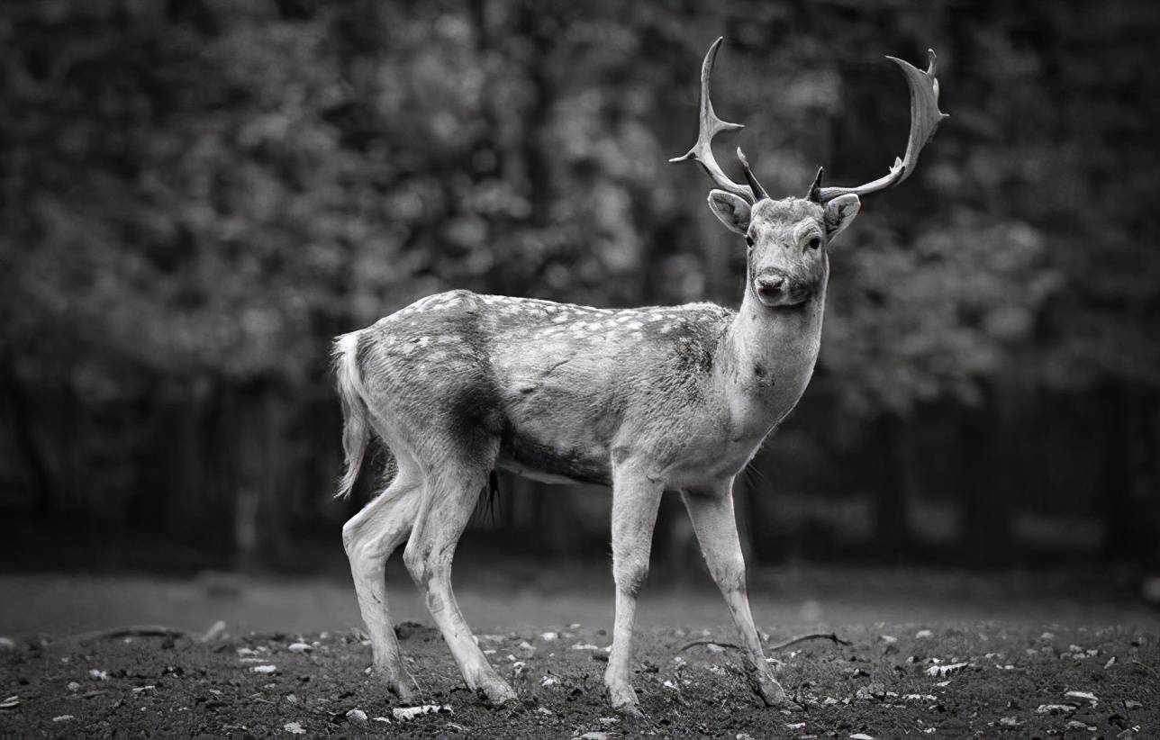 民间故事:儿子猎杀了一头鹿,父亲跪地大哭:爹啊_廖信昌