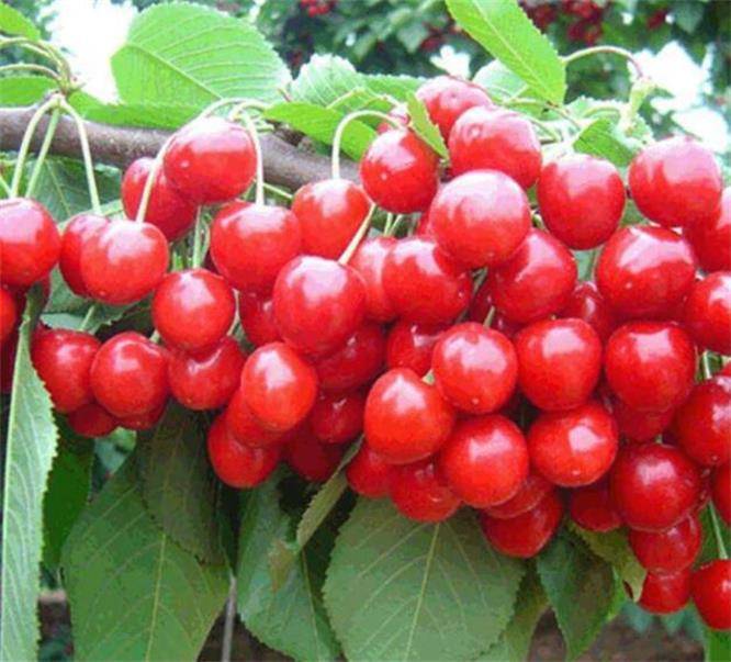 北京大樱桃采摘聚集地通州西集大樱桃最好吃是陈家樱桃采摘园