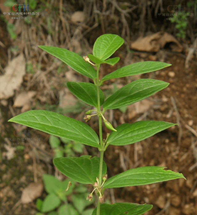 还有就是"药用价值",富宁藤含有糖甙等多种物质,例如最常见的花含,甙