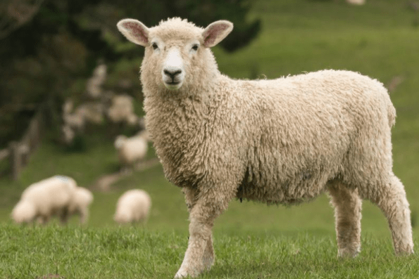 不同年份的生肖羊 在5月 会有什么样不同的财运 感情运 羊人