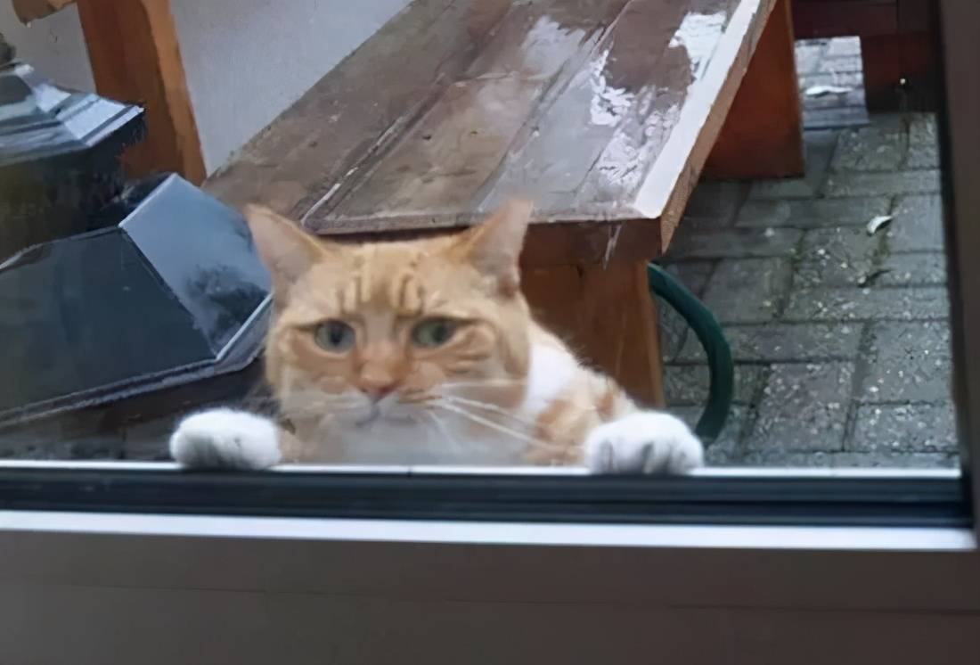 搞笑宠物图片,请收下今日份的小开心,一起来看看这些沙雕萌宠合集吧!