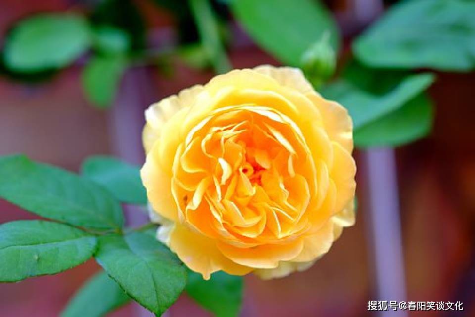 iPhone怎么分享到桌面 12490ef4fe3a41b182fac87cd9065e8b.jpeg