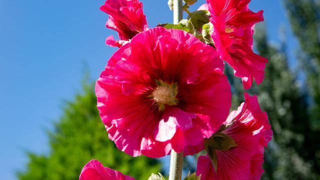 75f88d47695a4fa6bfd50824caa4e6f7.jpeg