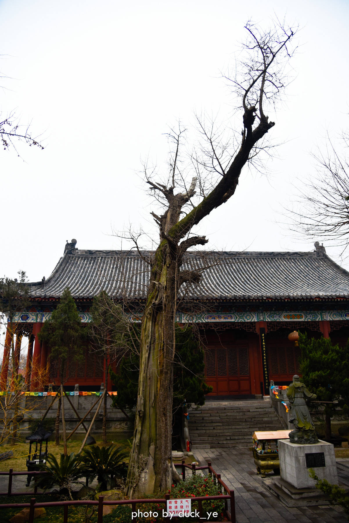 荆州关帝庙600年古银杏尚在青龙偃月刀威风凛凛三国迷必去