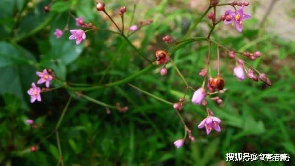 它被叫做 土人参 以前拿来喂猪 如今成餐桌上高端野菜 繁殖