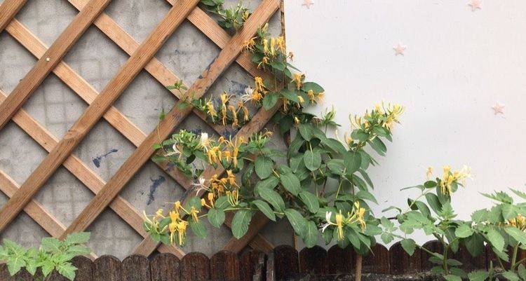 阳台种什么植物好养又漂亮 df6143f9fd634a0d9a1d43c99b75df0f.jpeg