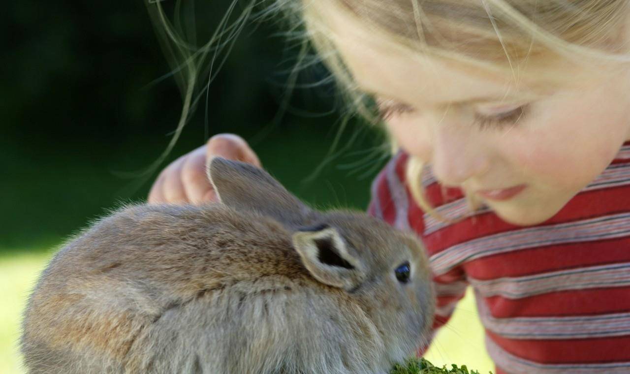 兔子喜欢被抱在怀里吗 兔兔舔手是认主人了吗