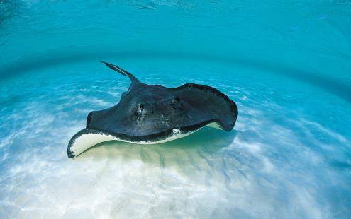 梦海深处，解析做梦梦到一大群鱼，唯独一条鱼是活的的深层含义