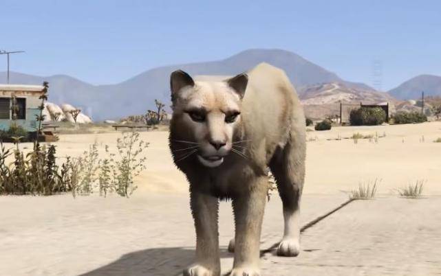 Gta5 中隐藏的猛兽 经常在深山老林中出现 遇见该如何应对 洛圣