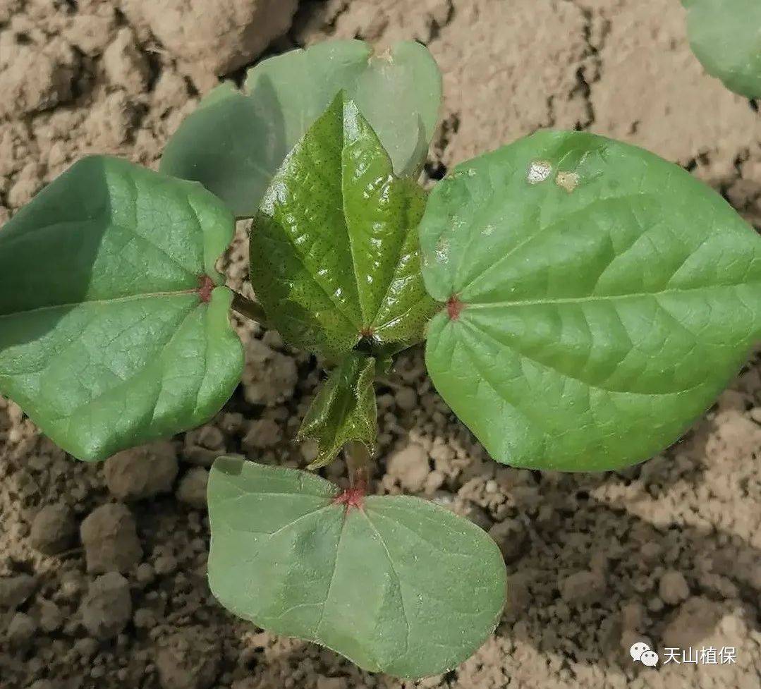 原创当前棉花田间技术管理几个误区