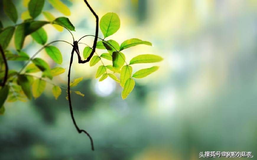 7月 桃花满枝头 红鸾星亮缘分到的三大星座 必脱单遇真爱 爱情