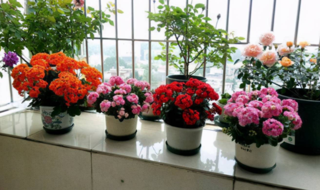 养花养这3款,楼房阳台盆栽,微微看顾就能花开不断,惹人爱