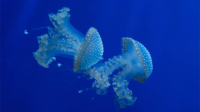 世界上最大的水母是什么样子的 849d03dfeee74340af62d136c73a2cf3.jpeg
