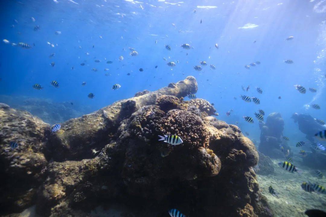 清凉一夏 | 天蓝水清季,潜水正当时!_海底