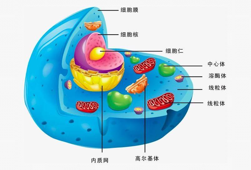 学习强国四人赛答题解析之57——细胞病毒专题(下)