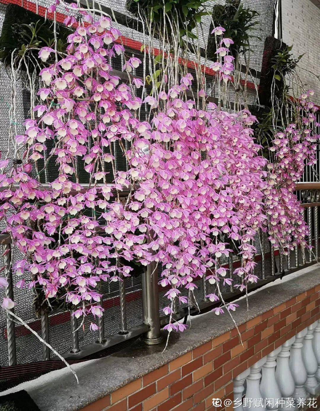 原創夏天養棵爬藤花天熱長成瀑布室內清清涼涼