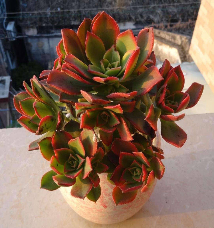 原创多肉艳日辉这样养株型秀丽叶色绚烂越养越美