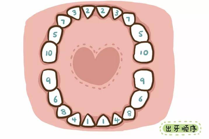 tips:乳牙萌出有特點