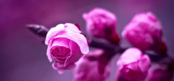 d7efec8dd16647d898b21c17d5692553.png