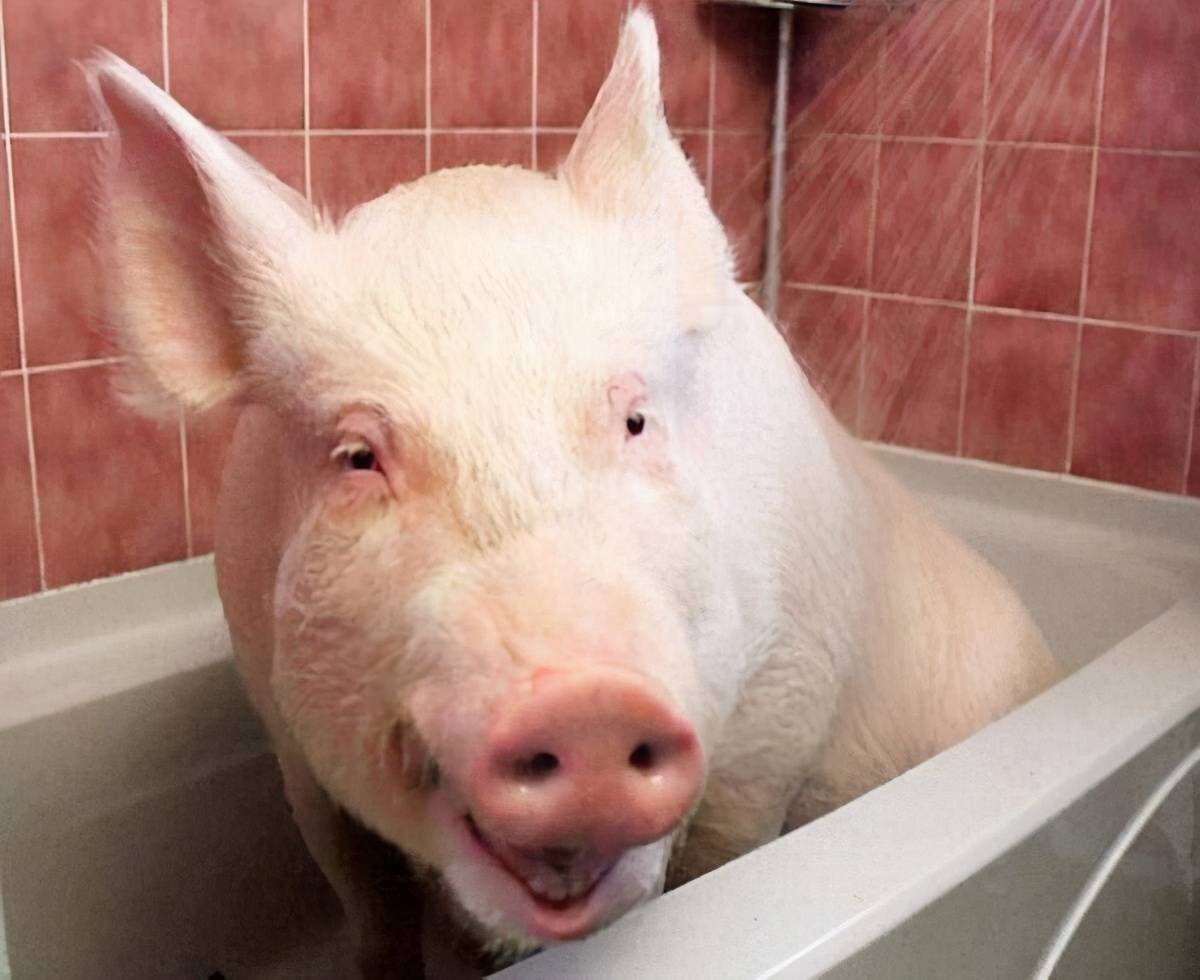 原创猪价一跌再跌,下半年猪价还能上涨吗?三大因素共同决定猪价走势