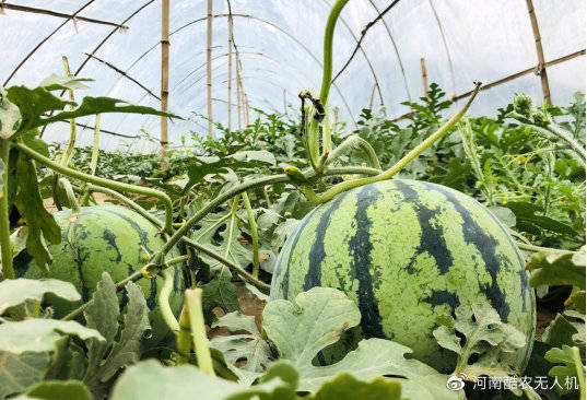 調環境大棚種植西瓜的優勢就是可以根據西瓜的需求來調控溫度,溼度,也