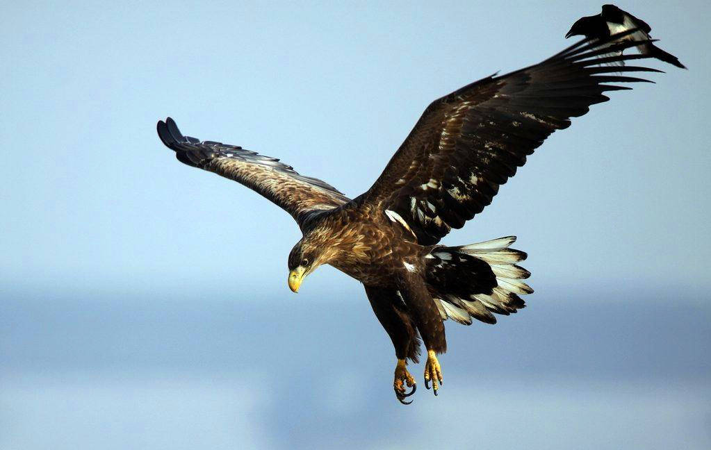 王氏开门一看,门前立着一只巨雕,和当初所见的巨雕个头差不多,她顿时