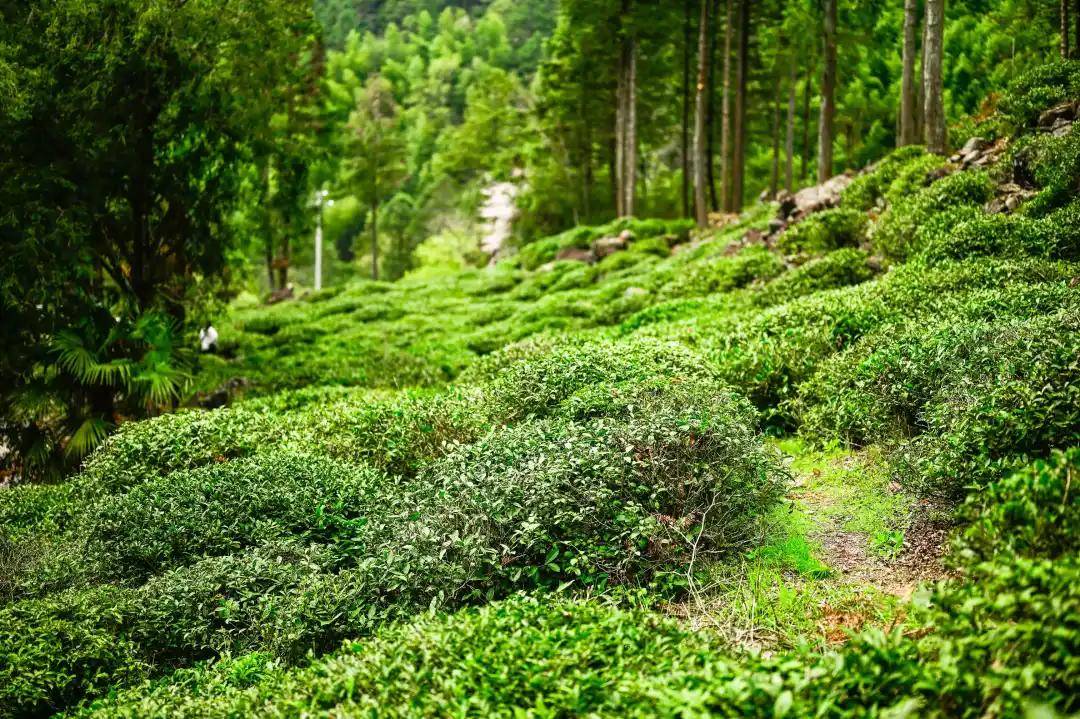 金骏眉清香甘醇因何而来