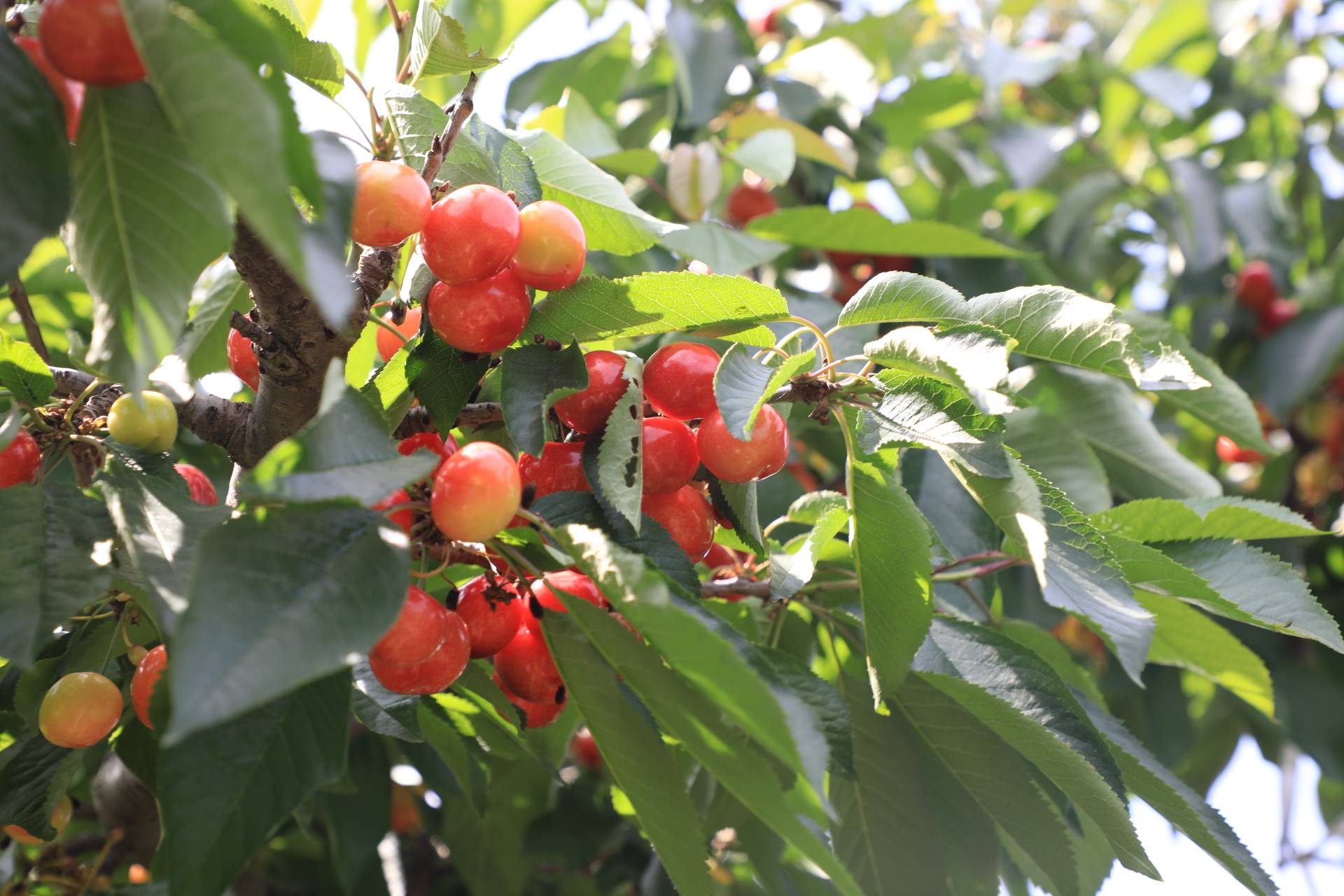 澄城樱桃云营销季暨陕西水果网络樱桃季在陕西澄城县开幕