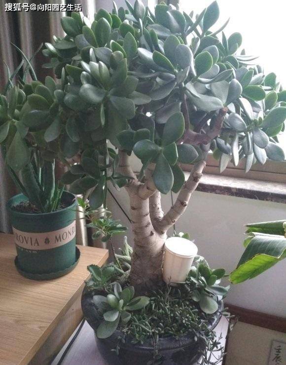 如何种植玉树最好方法 b9b67afe059f4c58983a8e61f04a0d7d.jpeg