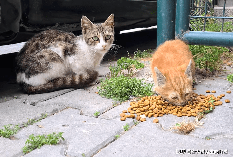 怎么才能让小猫咪从车底下出来 c4bd11eb49844ed38cb0e8df15ac85cf.png