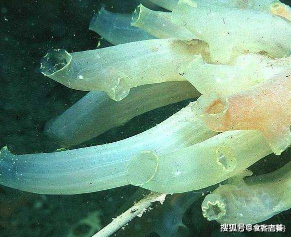 地球上最"憨憨"的生物,蠢到吃掉大脑,安心地变成了一株植物_海鞘