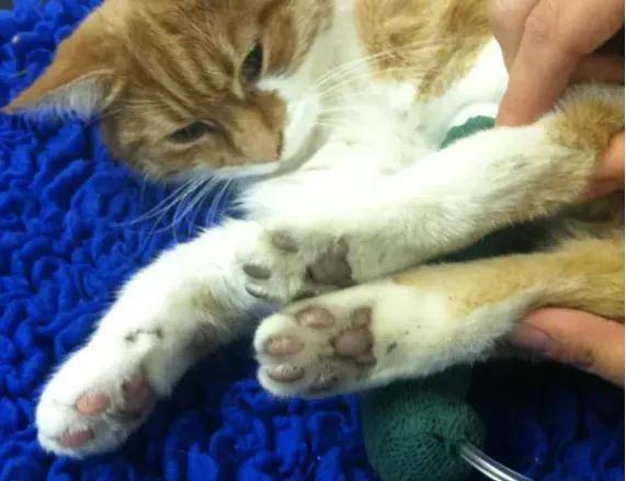 从瘫痪到死亡只有几小时,猫血栓到底有多凶险?_猫咪