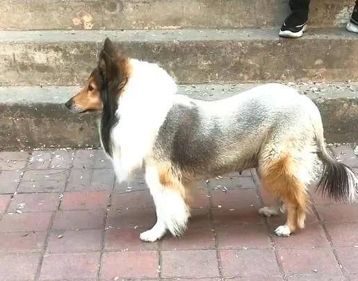 什么离什么碎成语_成语故事简笔画(5)