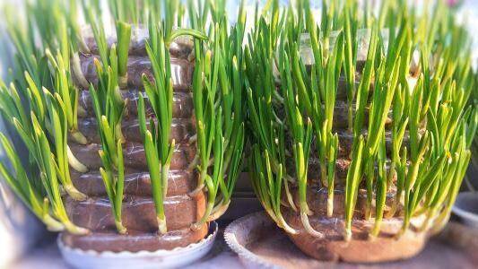 冬季种菜也简单几个油桶瓶子种出茂盛的菜要吃就摘