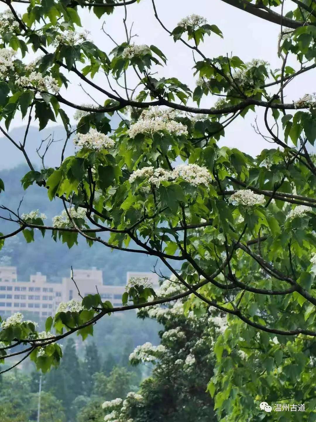 温州竟有这样一条赏桐花的绝美登山道 抓紧时间赶紧去 古村