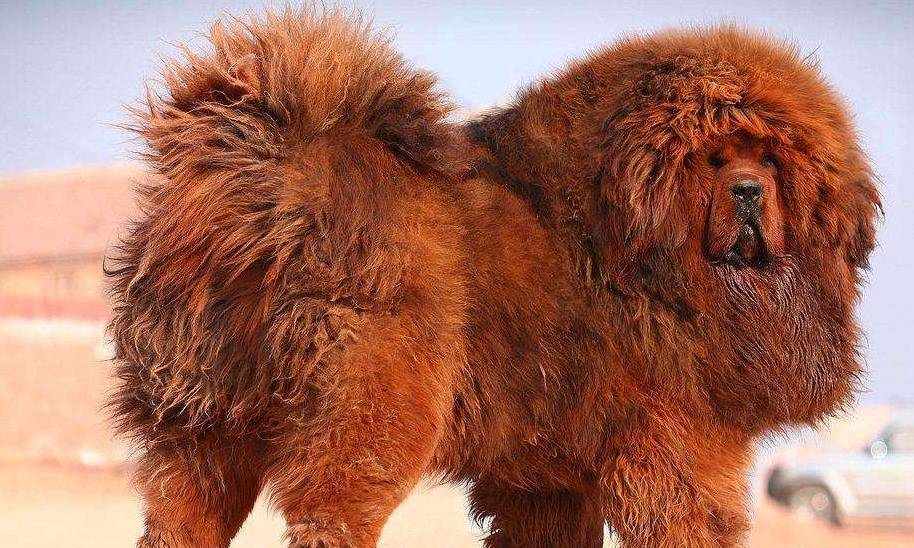 比特犬跟藏獒哪个强 e87ca4e8b099437ca384e7e635ab3521.jpeg