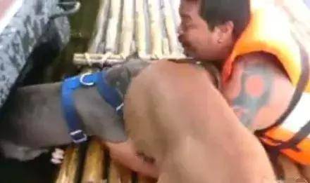 落水後鬥牛犬拚命營救，主人卻哭笑不得，還讓不讓人游泳了？ 萌趣萌寵 第6张