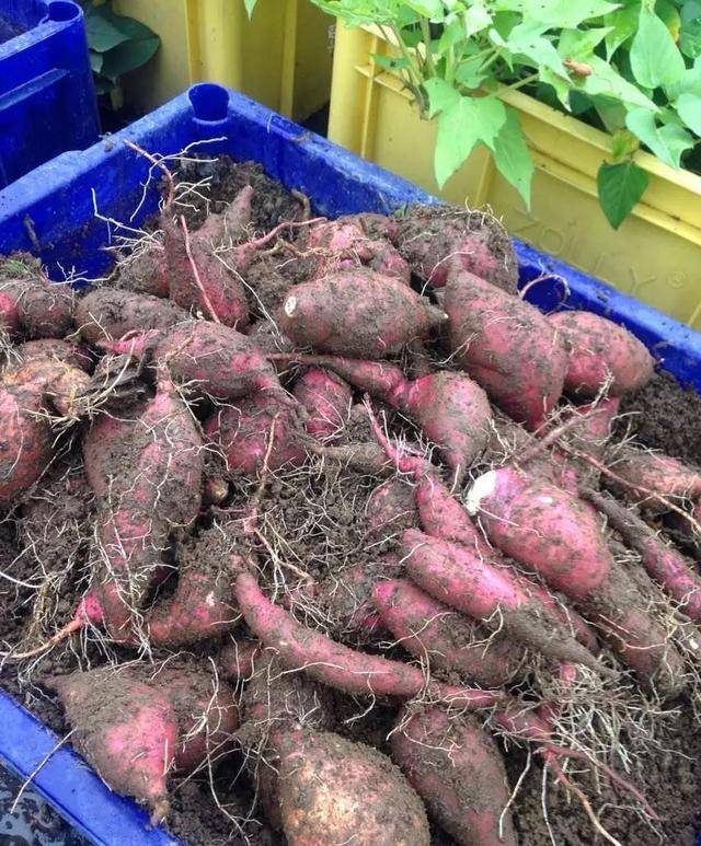 阳台有空花盆,就种1盆地瓜叶,美如"绿萝",摘不完,经常吃