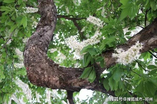 重渡沟千年菩提树简介图片