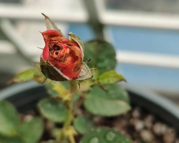 月季花有虫害怎么办 5493765b3fec433f85fd5a5e772181e1.jpeg