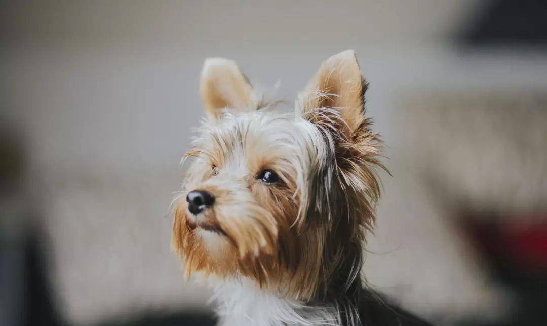 狗狗怎么看有没有发烧 ce27f882b1074134be52f13081618e99.jpeg