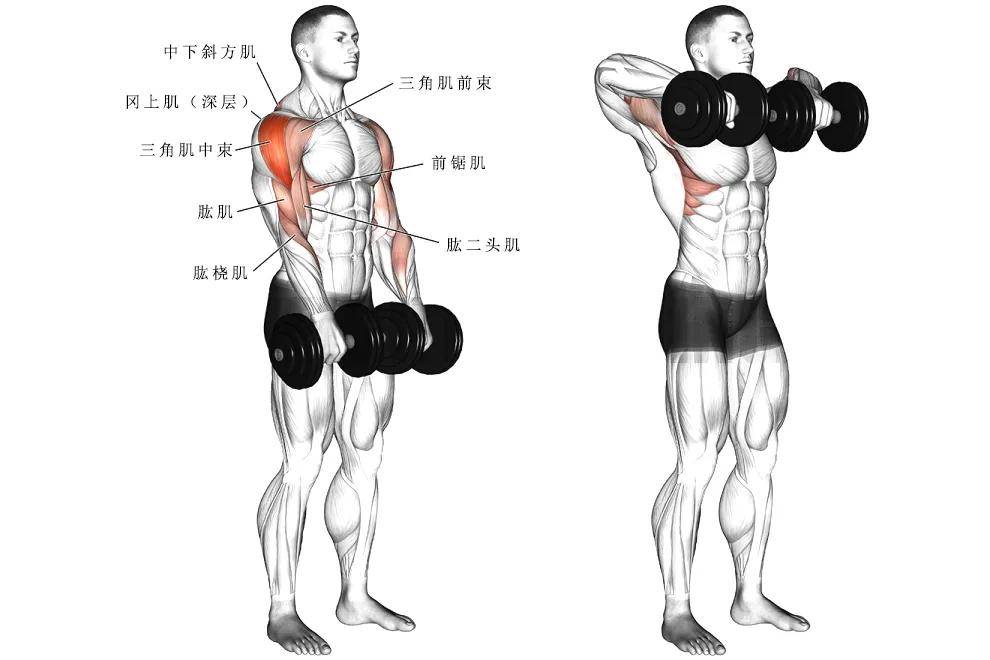 【耀61健身】那些经典的肩部训练动作,帮你打造更饱满的三角肌!