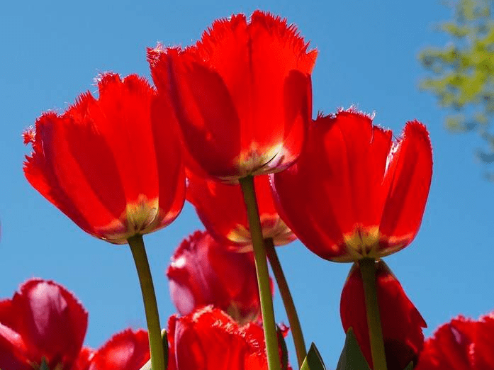 绝美风景!加拿大安大略省郁金香怒放