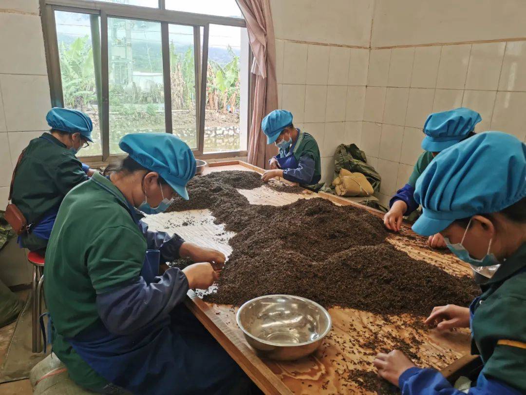 但由于对普洱茶后期存放过程后发酵的机理缺乏认识,他们在工艺处理的