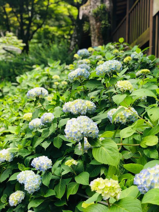 东京周边的一处赏花踏青的寺庙 有一万株绣球花和五千株菖蒲花池 紫阳花
