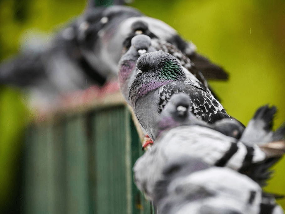 可爱极了!英国鸽子排排坐萌萌哒-搜狐大视野-搜狐新闻