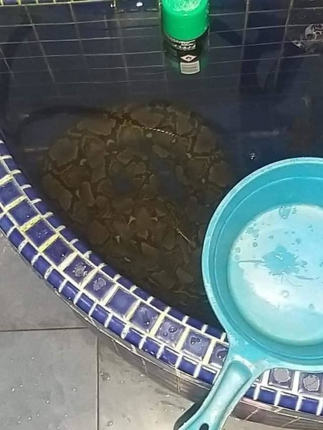 泰国屋主进浴室时 发现一条蟒蛇正在水槽内 泡澡 照片